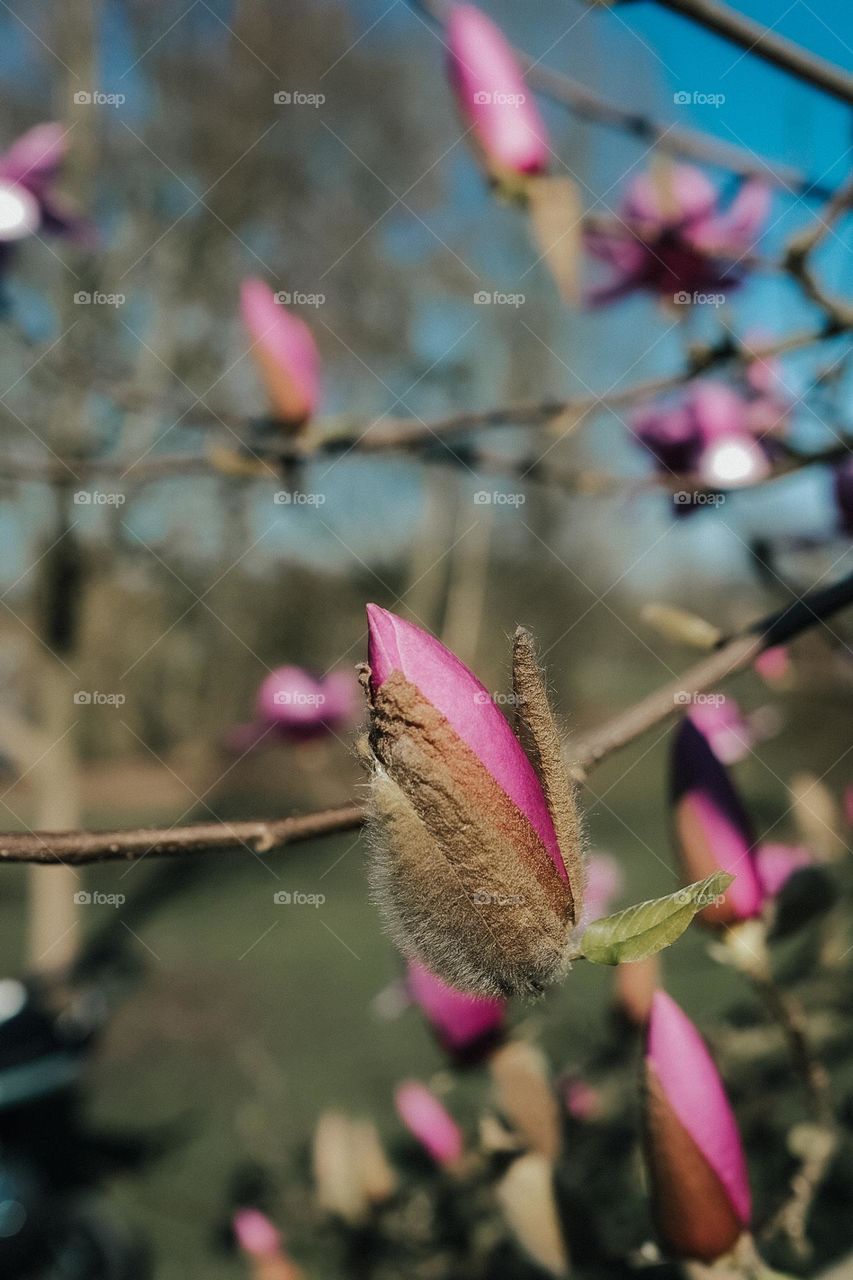 blossoming trees