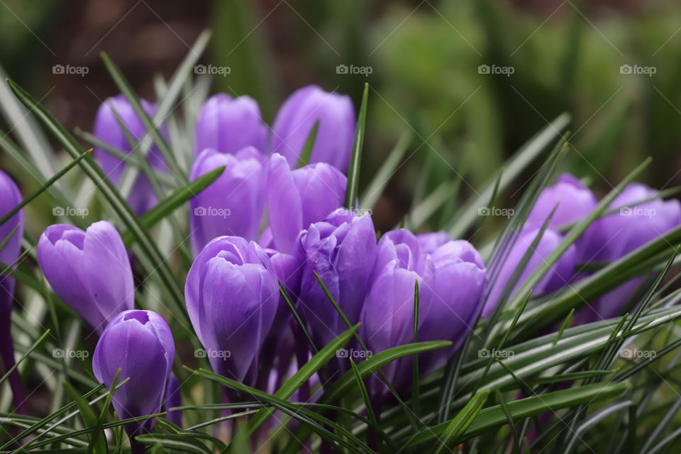 Purple crocuses popping out in green field in early spring 