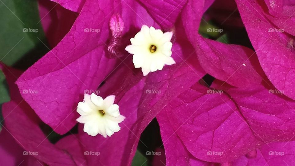 Close up of Bougainvillea Flower