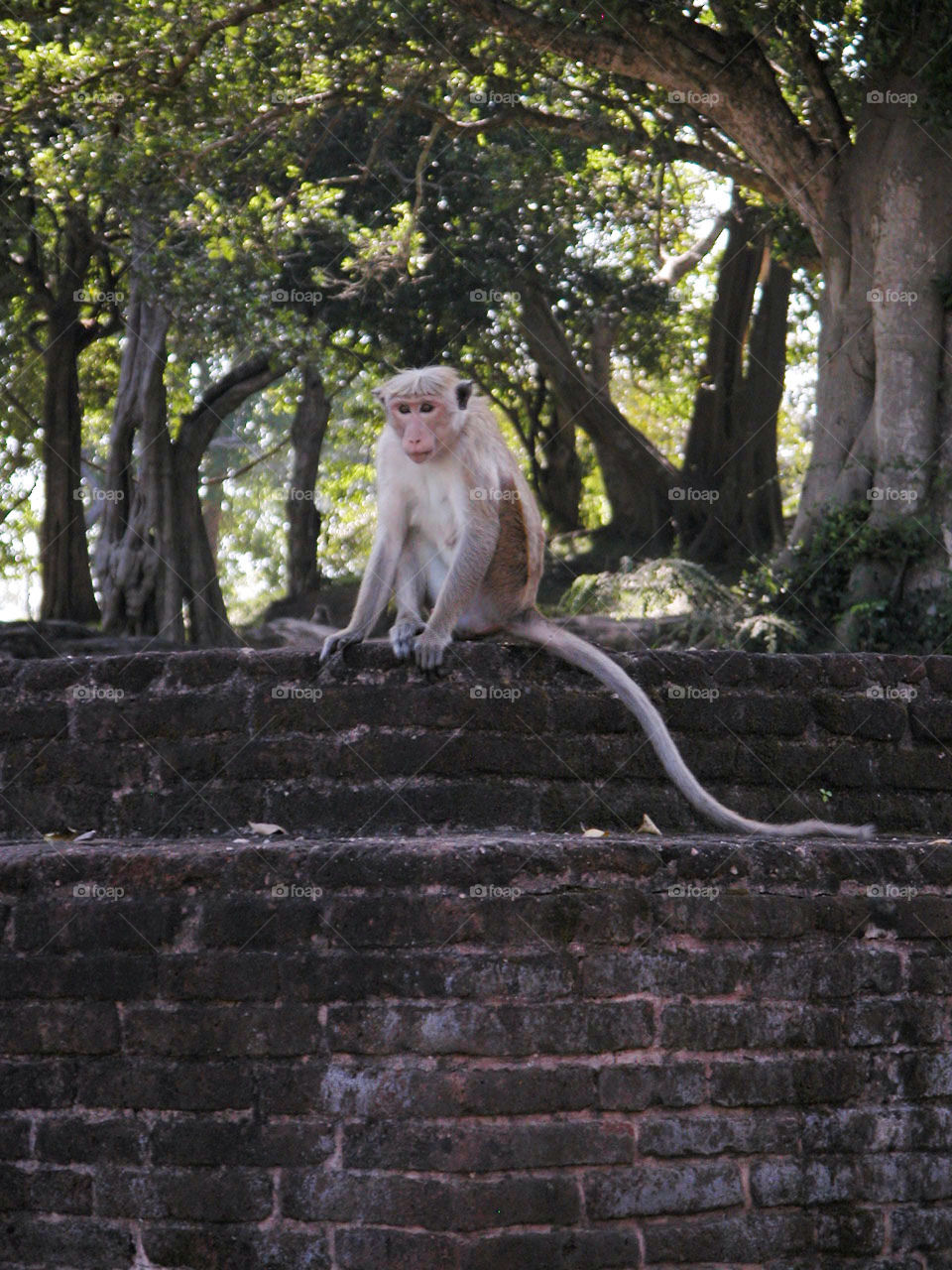 ruins monkey sri lanka polonnaruwa by jpt4u
