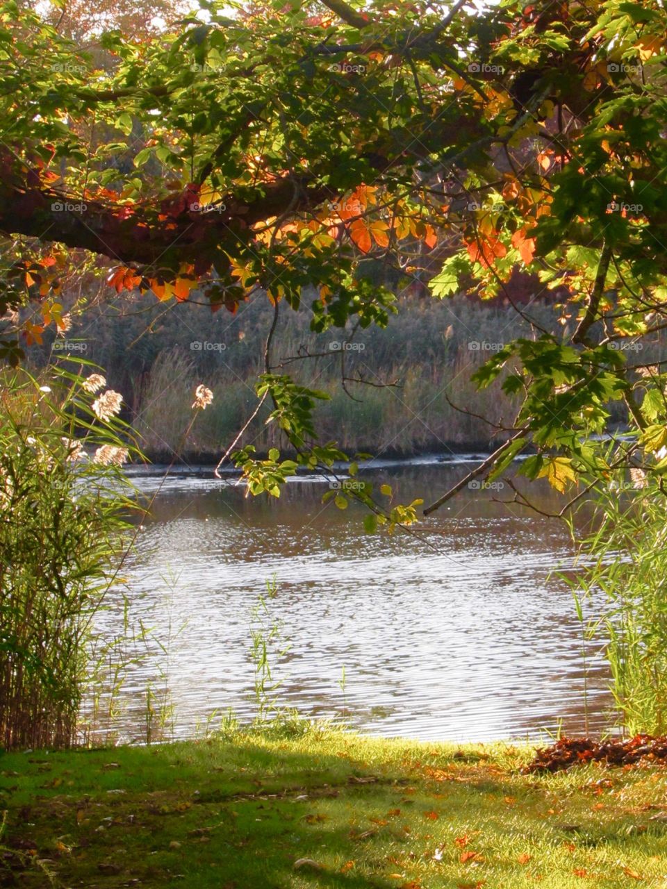 Landscape,nature,lake,trees,color