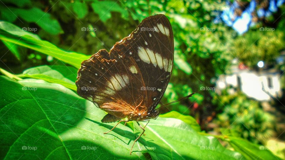 beautiful butterfly on the leaf