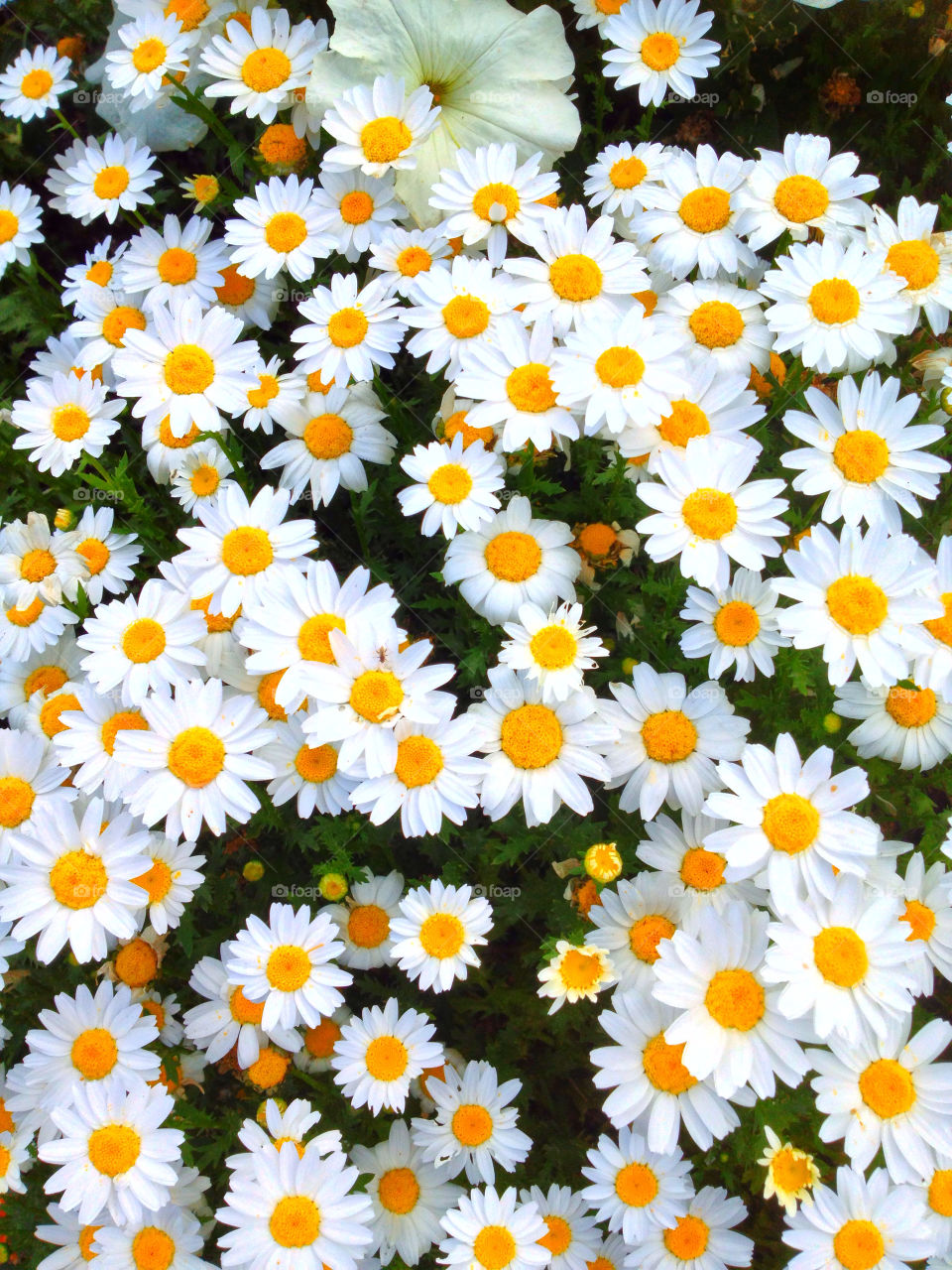 flowers yellow nature flower by kshapley