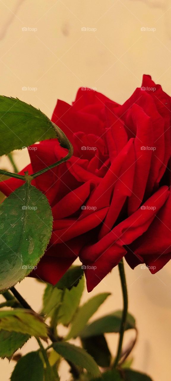 Beautiful red rose in this valentine week.share love with your loved ones.spread love 💕