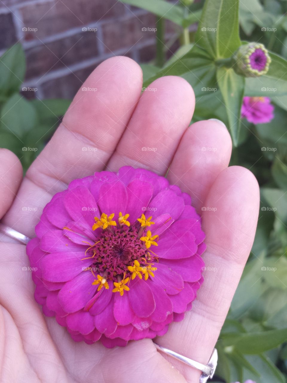 handful of color (fuchsia)