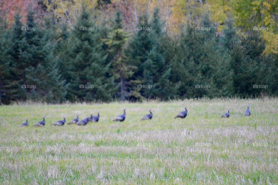 Wild Turkeys