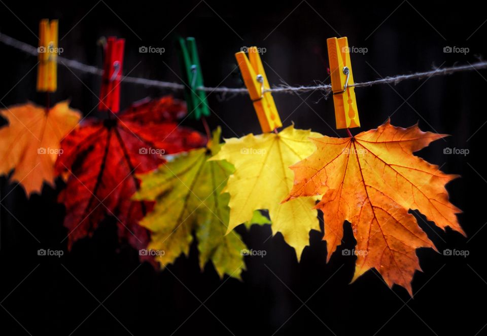 Colorful autumn leaves