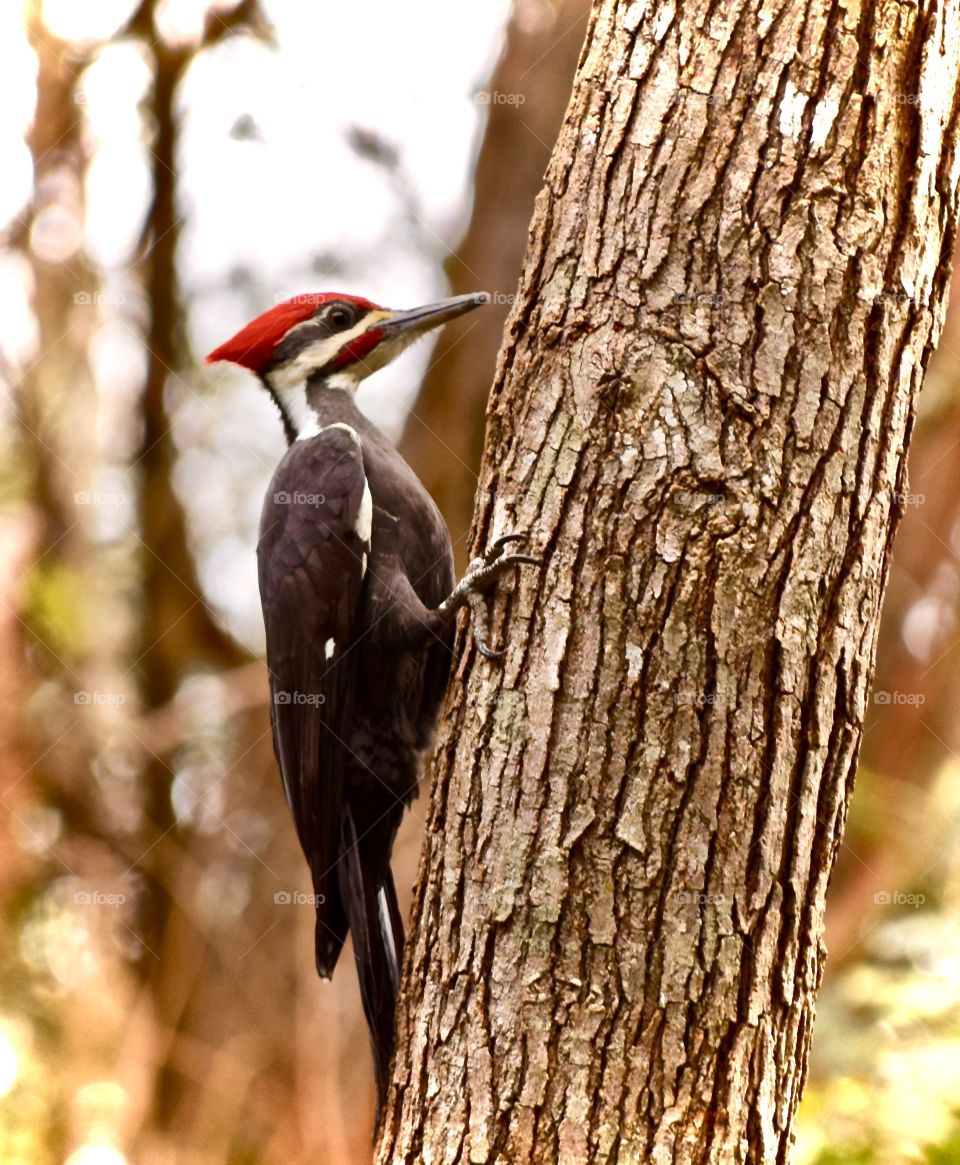 Friendly Neighborhood Woodpecker