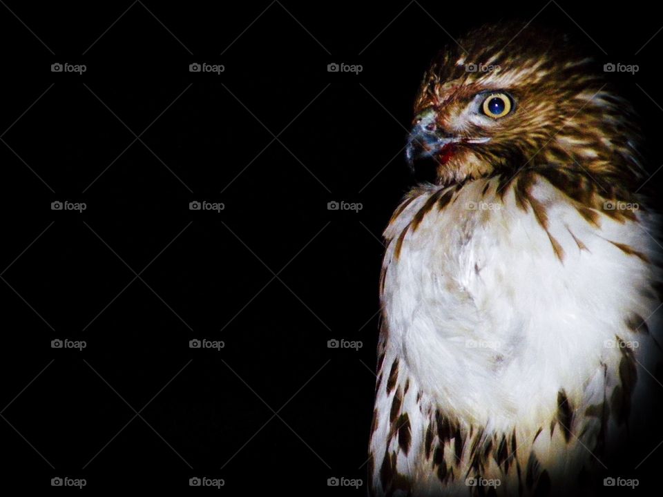 Hawk With A Bloody Mouth, Hawk At Nightfall, Hawk Hunting, Hawk In Ohio, Hawk With A Bloody Beak 