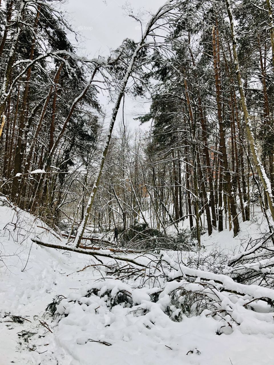 Forest after snowfall