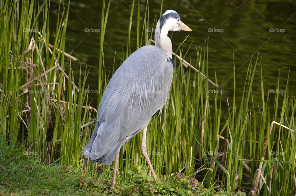 Dutch Heron