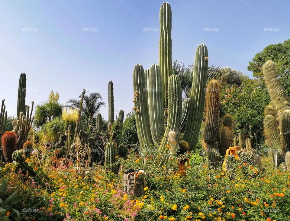 Cactuses garden Ischia