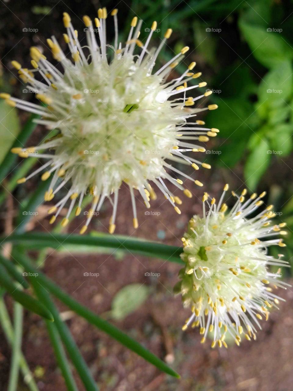 flor de cebollina