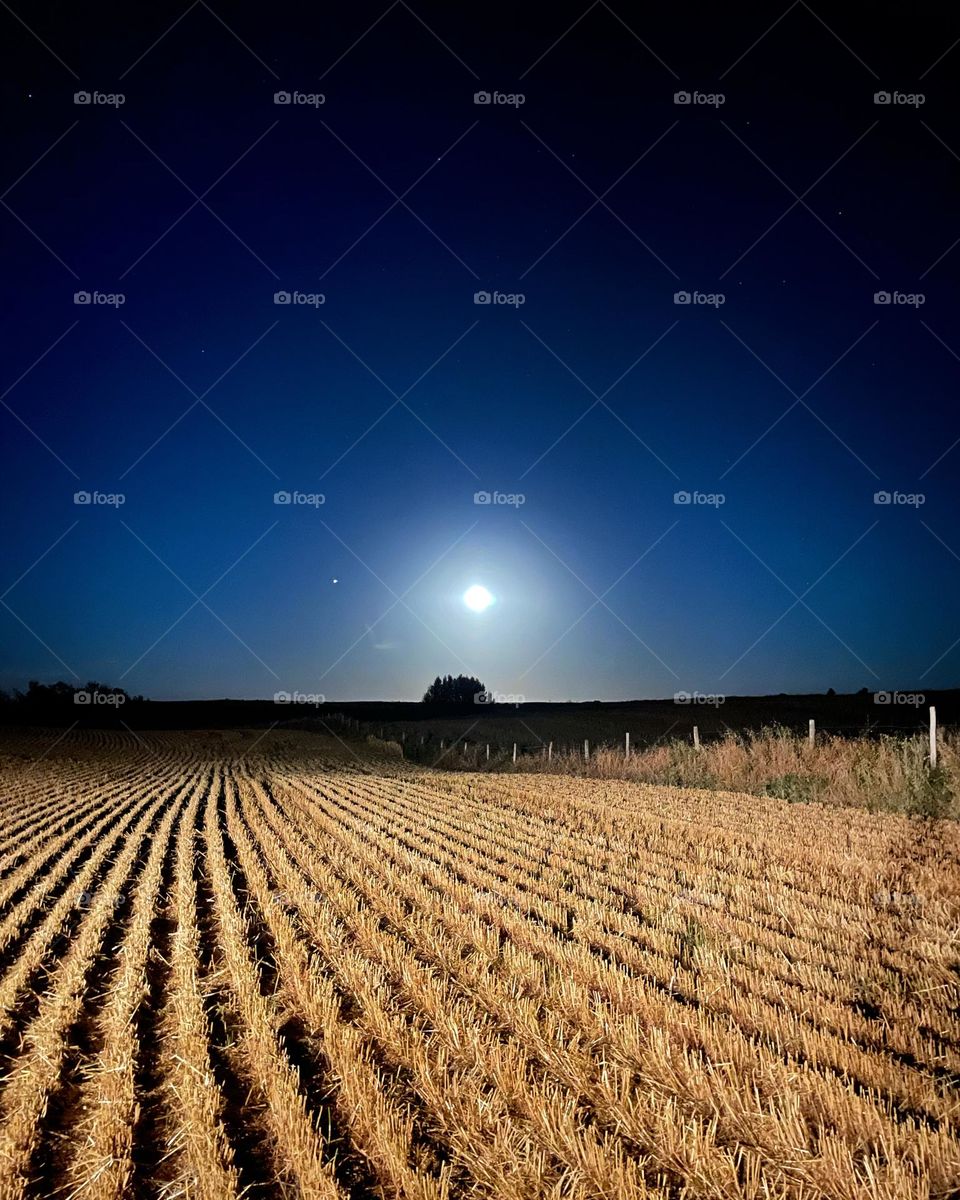 Full Moon Harvest Saskatchewan 