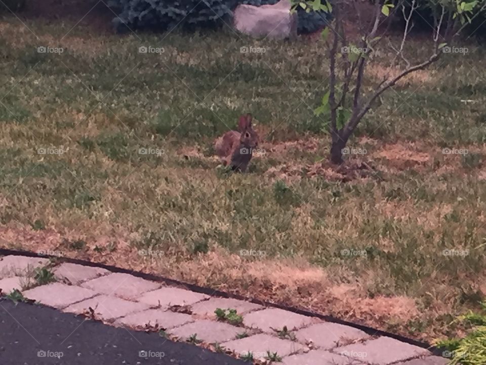 Mother rabbit waiting for babies to come back. 