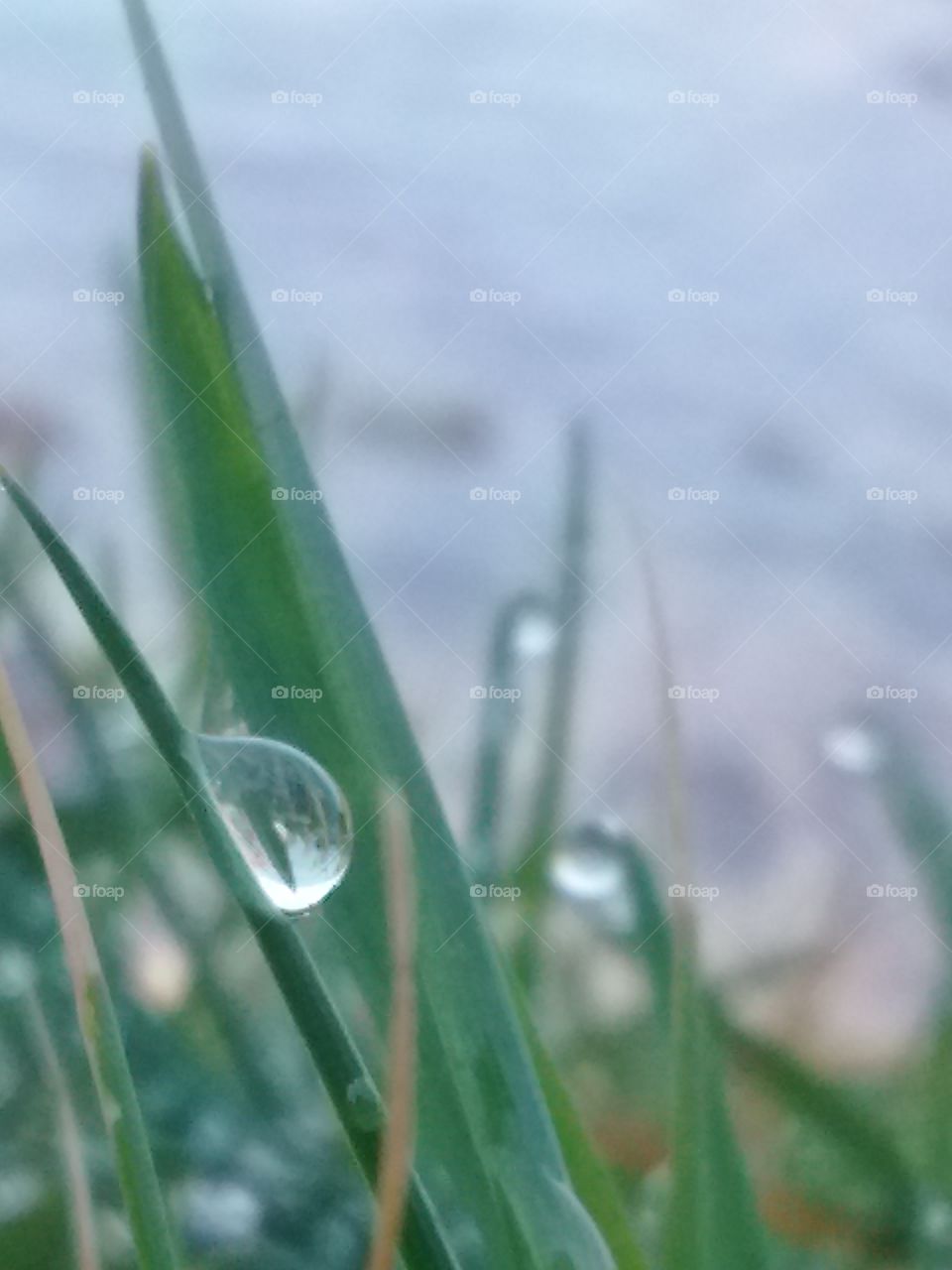 Dew, Drop, Leaf, Rain, Grass