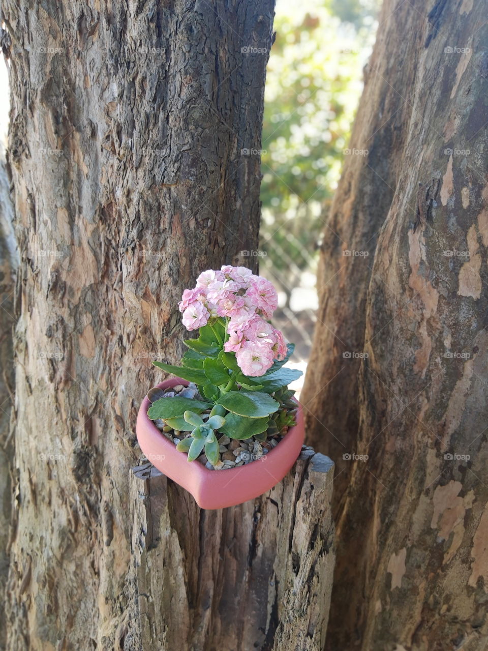 pink flowers in a tree