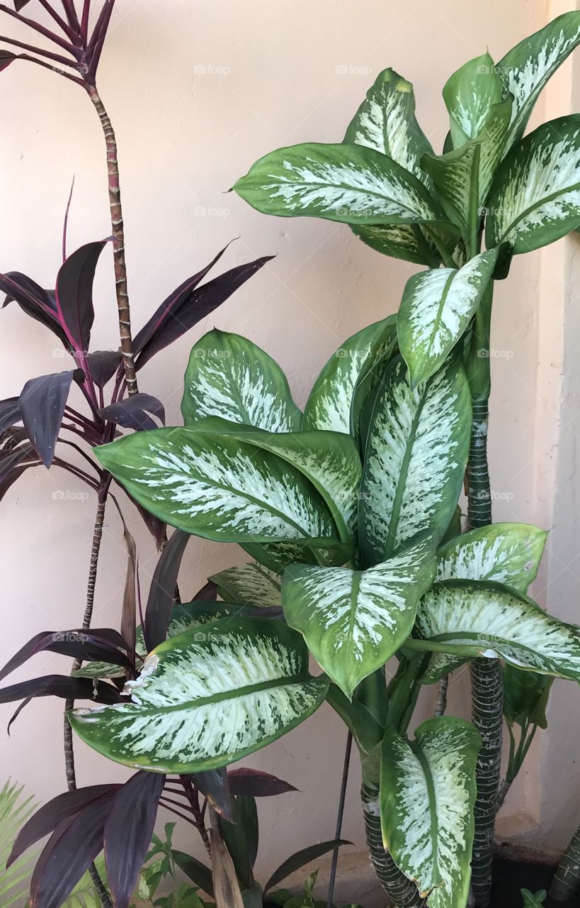 Parece mesmo pintada à mão! Encantada com a natureza.