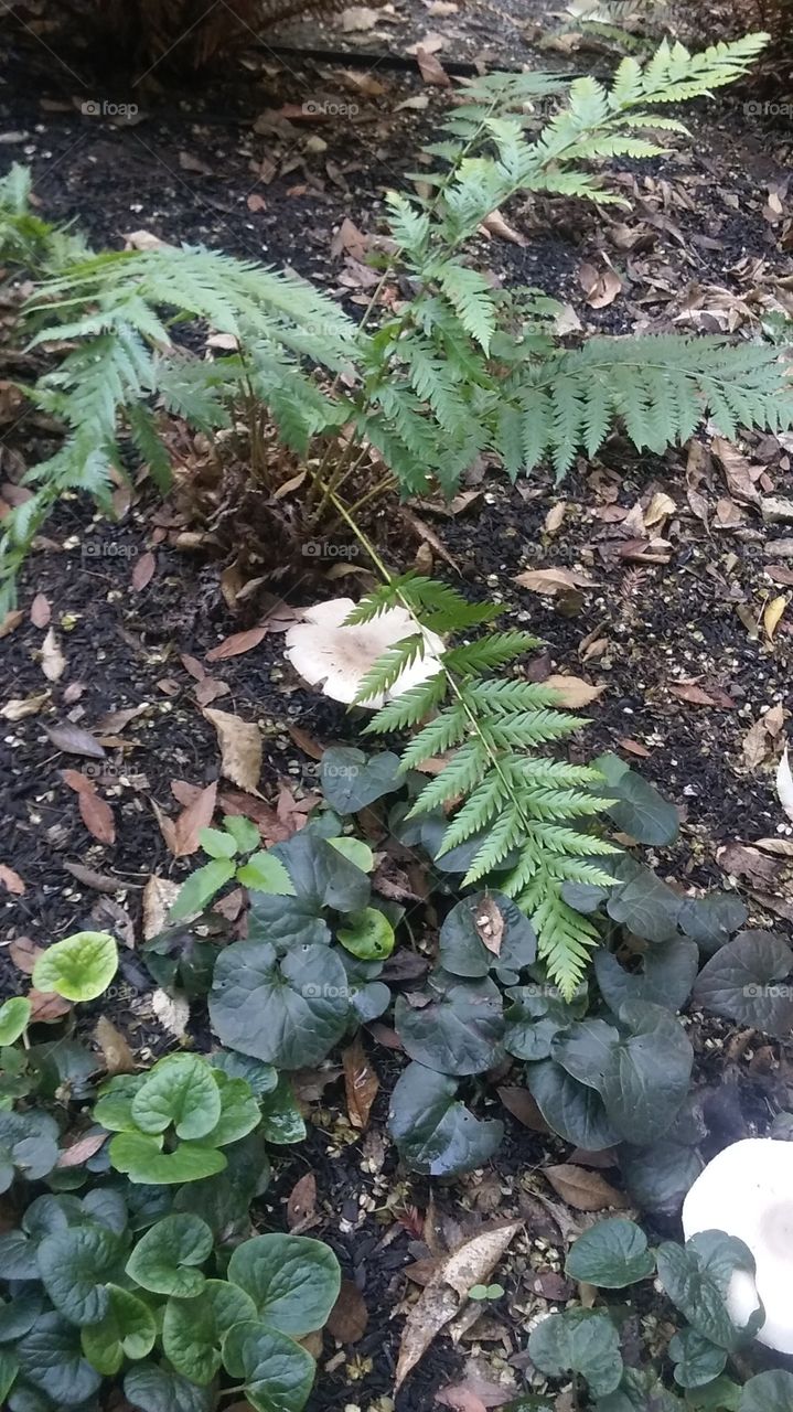 large mushroom