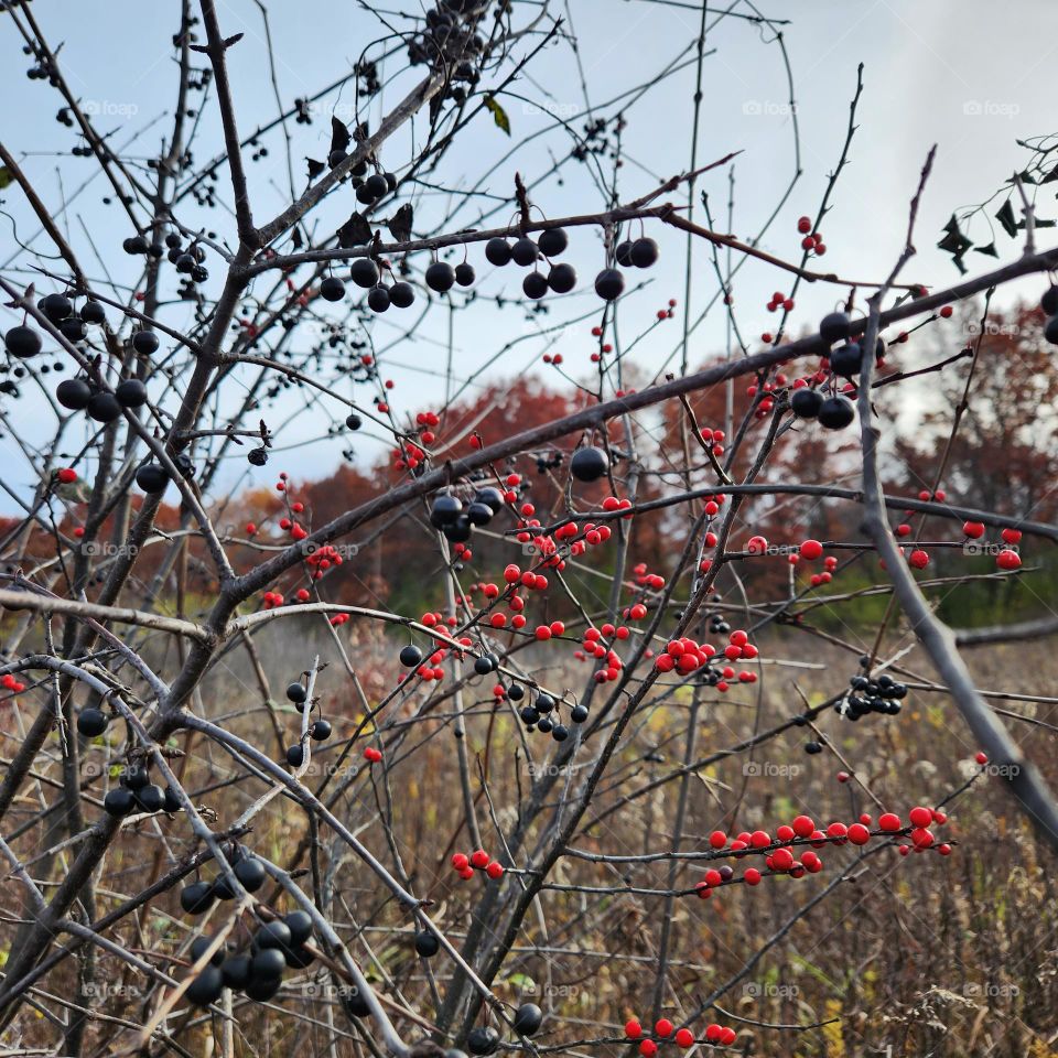 Late season bird berries