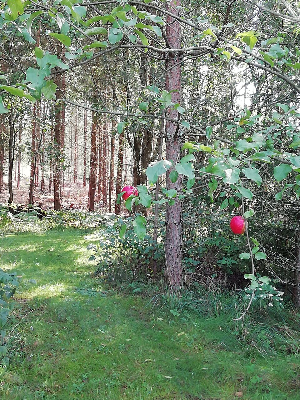 Två röda äpplen i skogen ovanför den gröna gräsmattan.