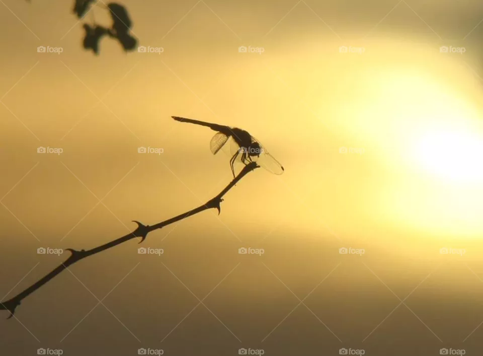Dragonfly