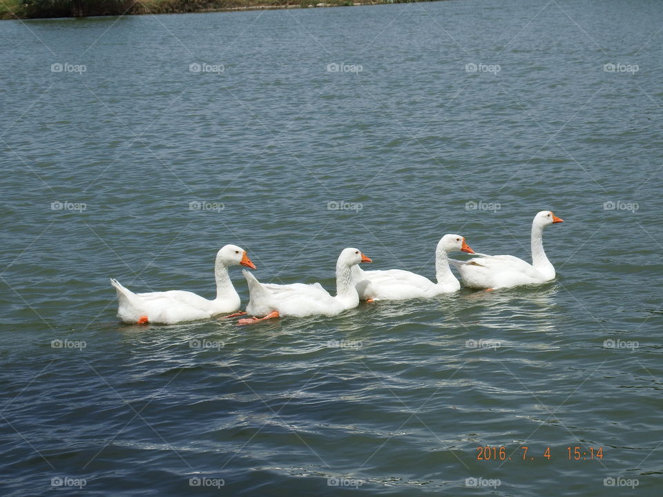 Line of swimming white swans.