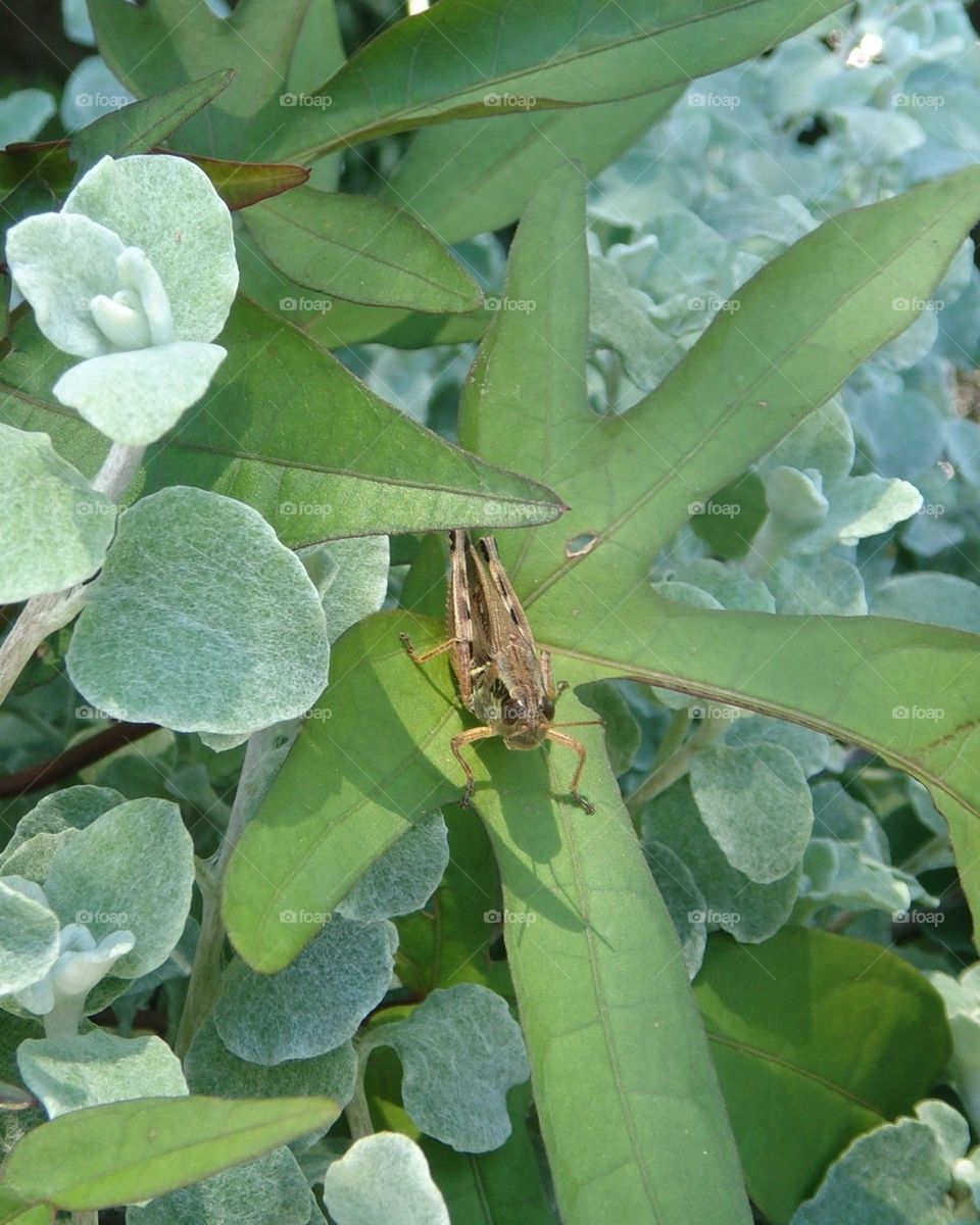 GRASSHOPPER 