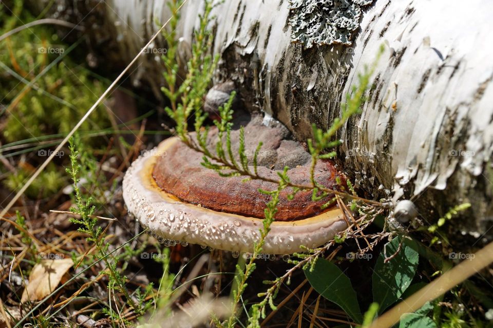 Mushroom on the tree