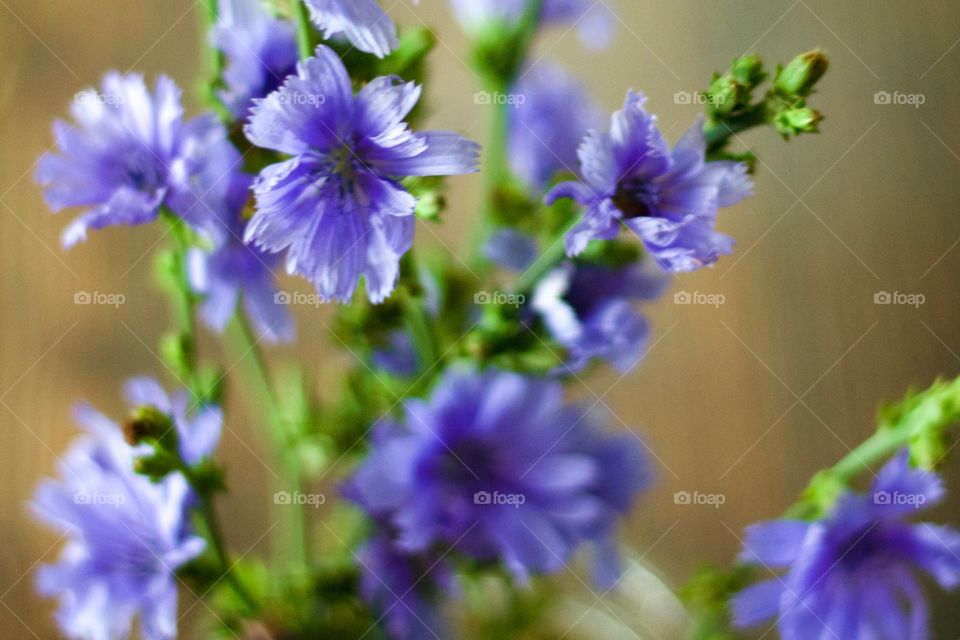 Isolated view of purplish-blue wildflowers, chicory, in natural light