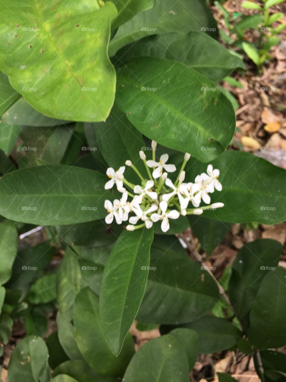 White flower