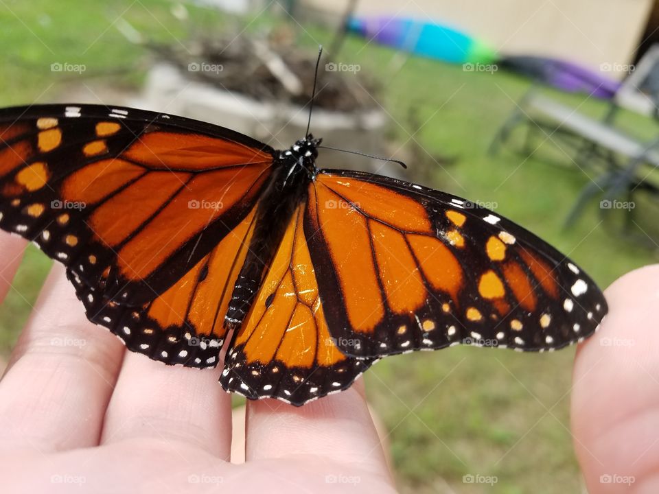 Scraped up and fearless butterfly visiting with me