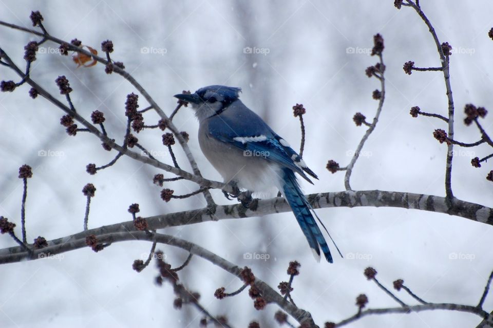 A blue jay sits on a branch in a February snow storm. 