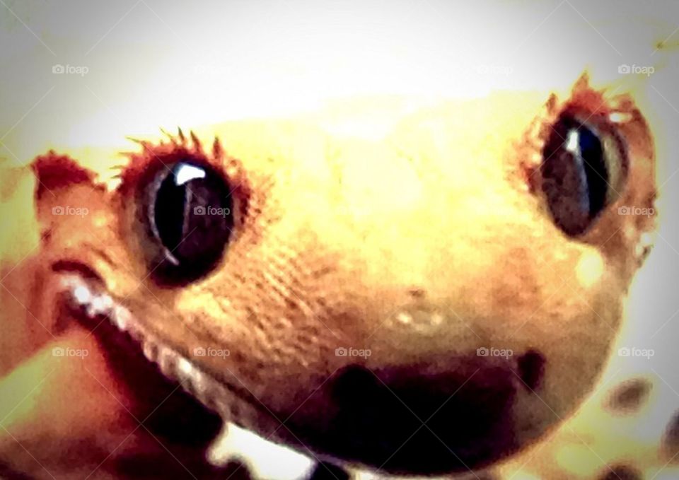 Eyelash gecko 