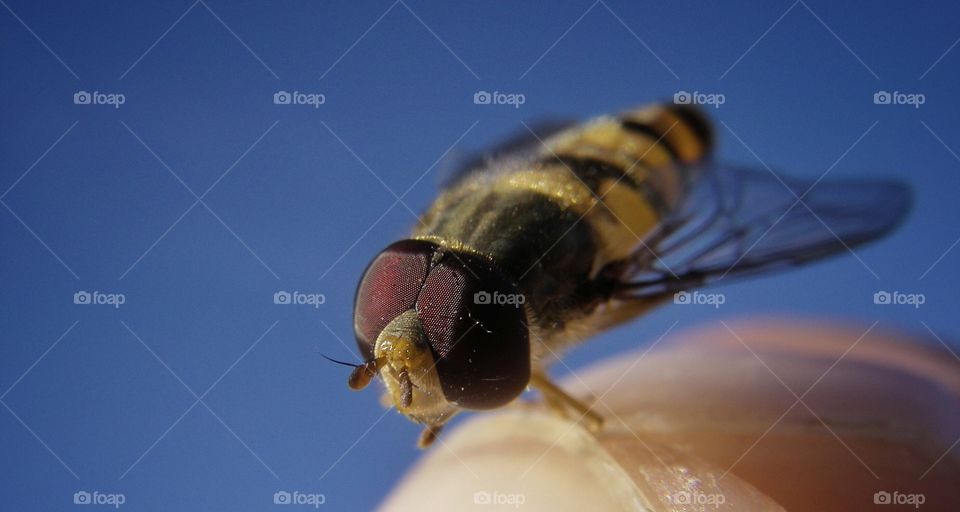 Hoverfly detail. Closeup of a flower fly