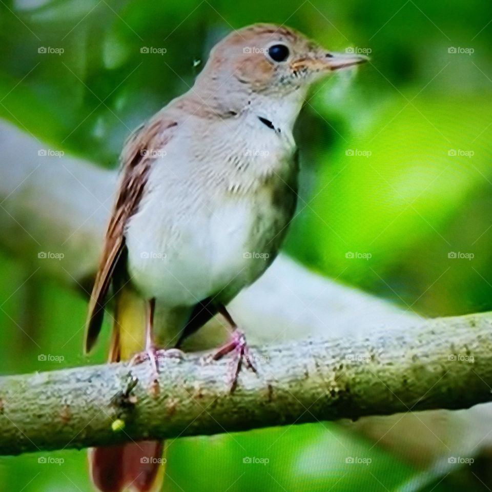 beautiful bird