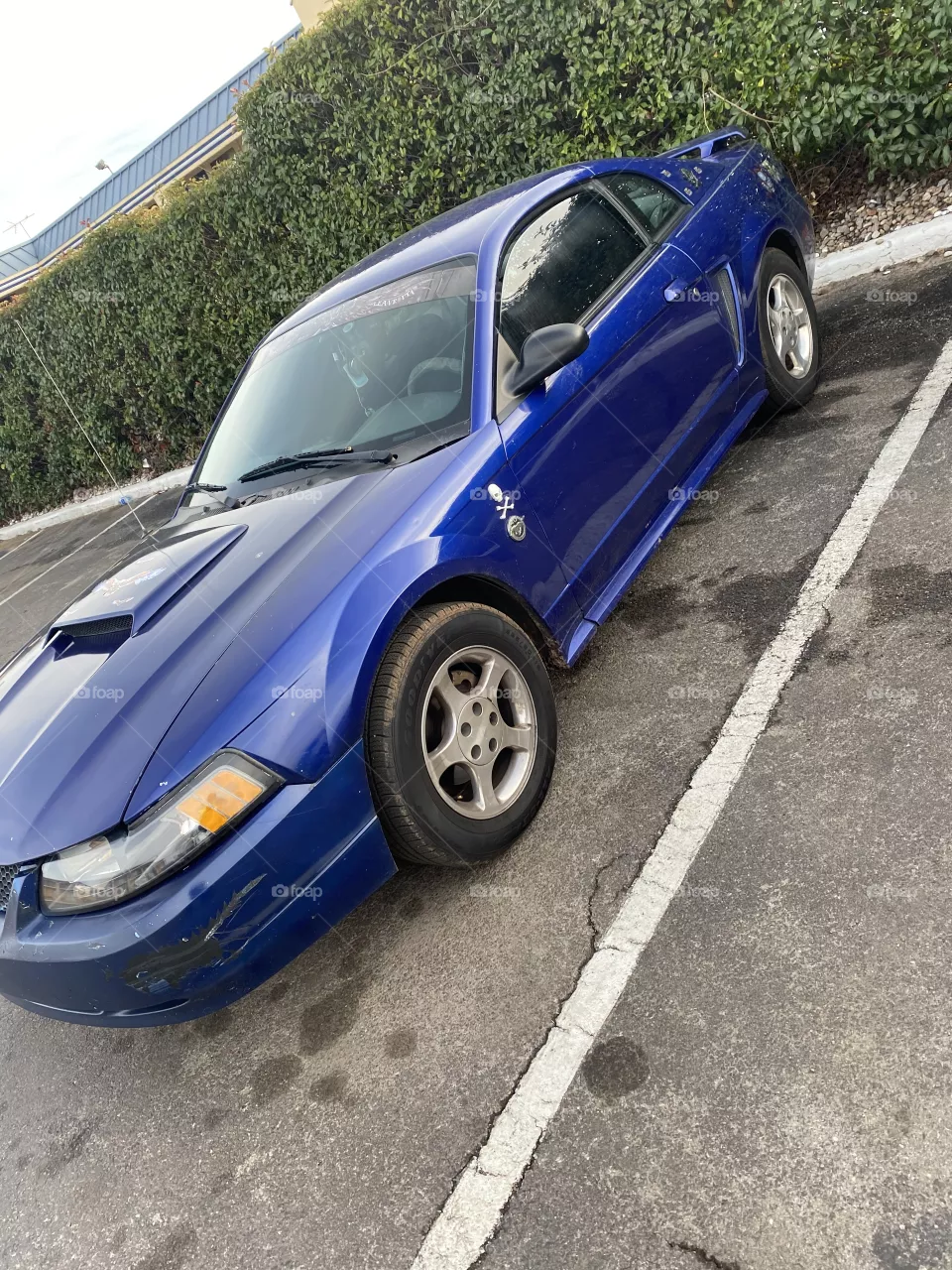 Mustang 