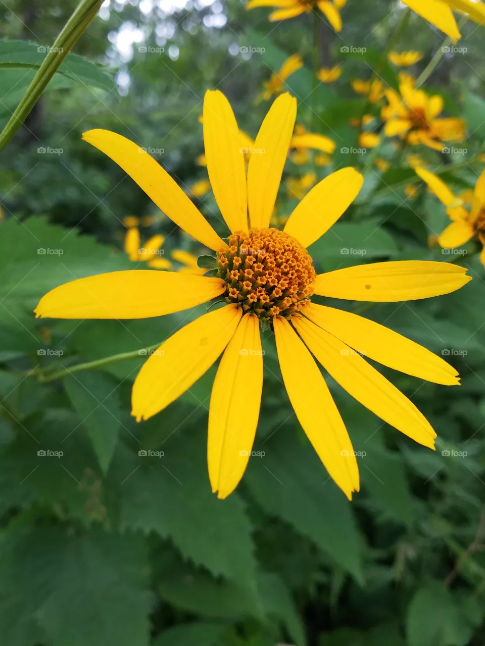 Flower