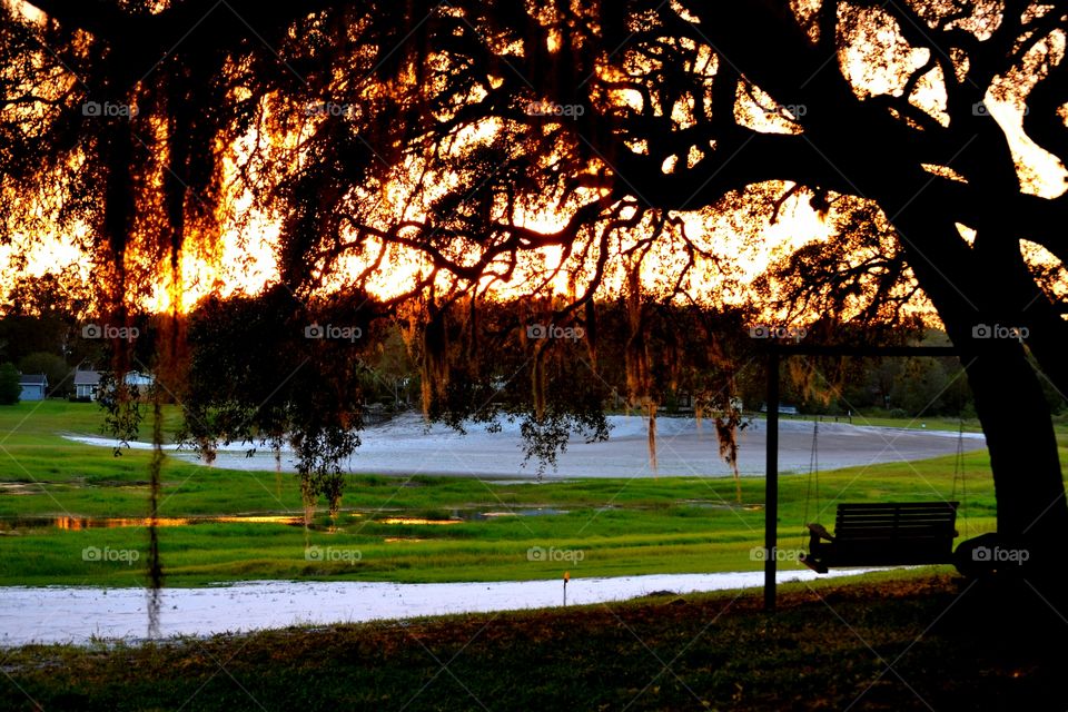 Tree, Landscape, Dawn, Nature, Lake