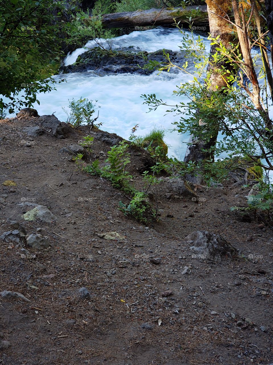 The sun rises on the rapids of the McKenzie River at Koosah Falls in Western Oregon on a summer morning.