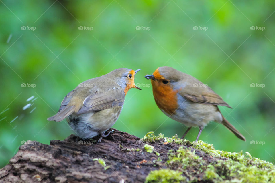 Robin feeding another robin
