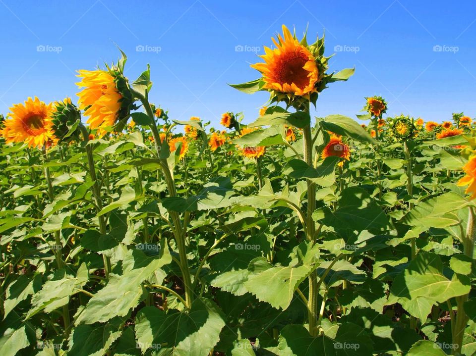 summer nebraska sun flowers by ezdrossi