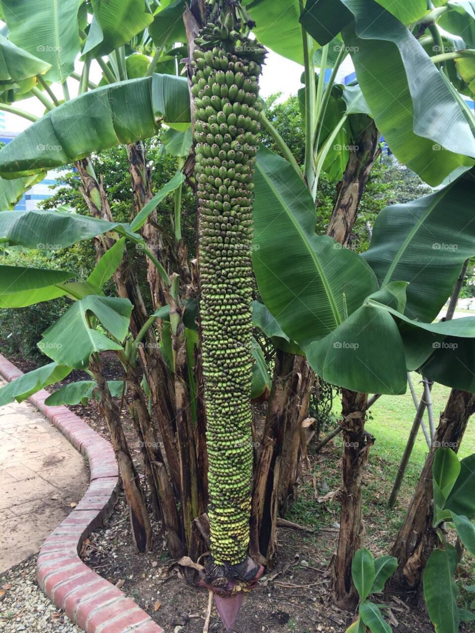 The high yield plankton