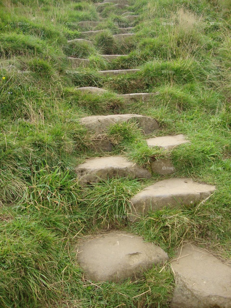 Grassy Steps