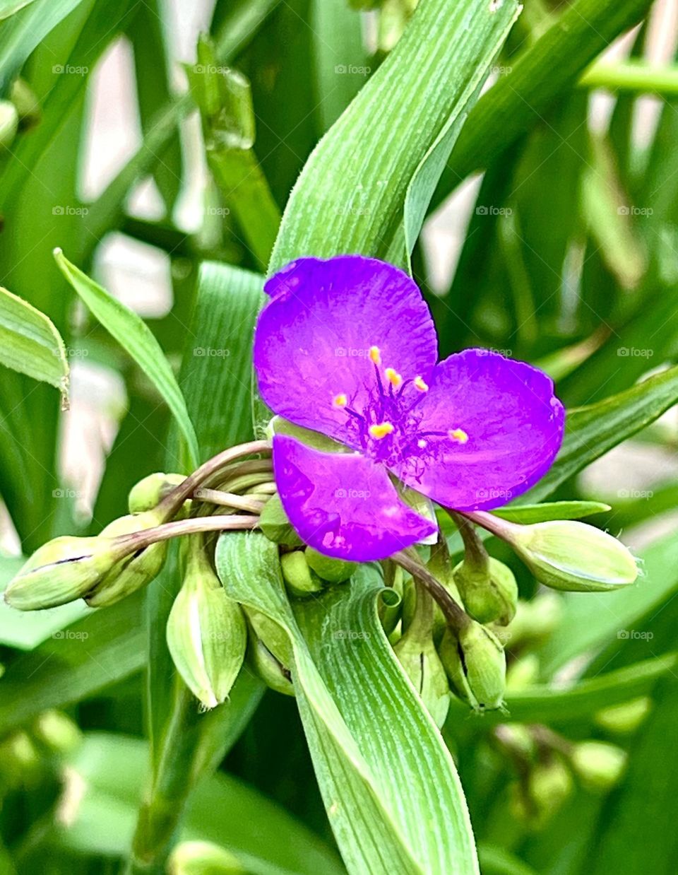 Tradescantia (lat. Tradescantia) is a genus of perennial evergreen herbaceous plants of the Commelinaceae family. Many species are popular houseplants