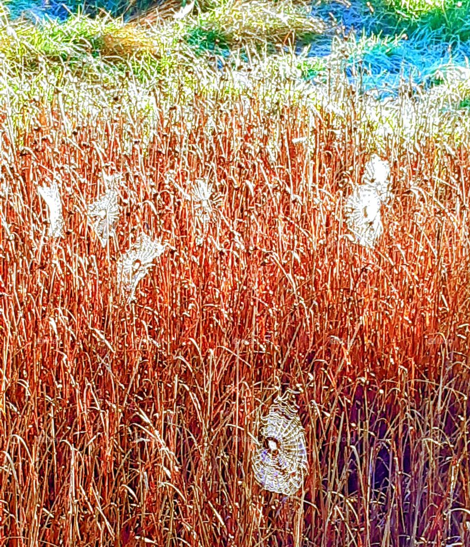 Frost glinting on cobwebs amidst dried reddish coloured reeds with frosted grass in the background