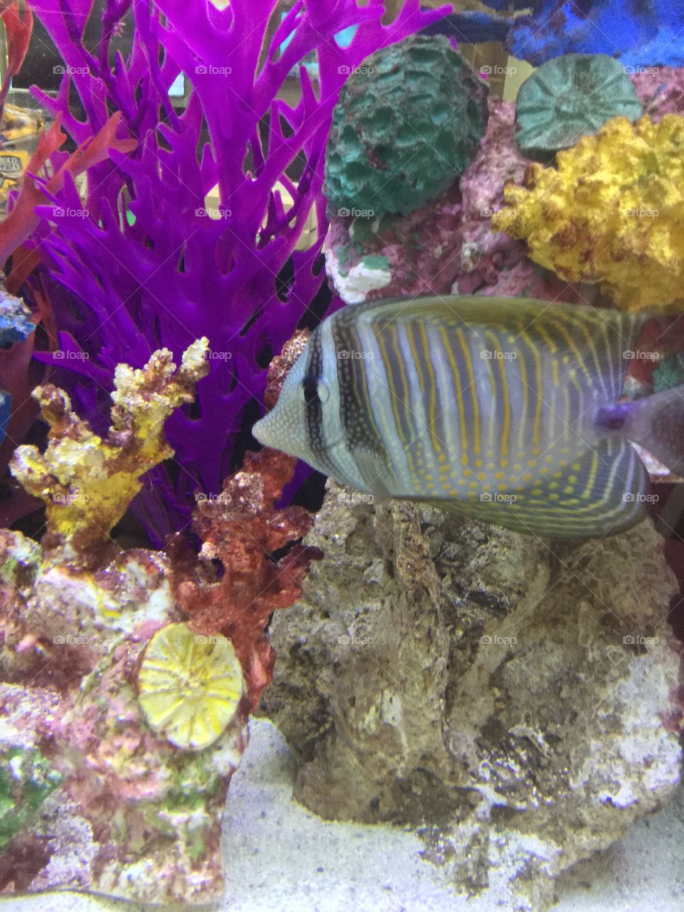 Colorful saltwater fish 