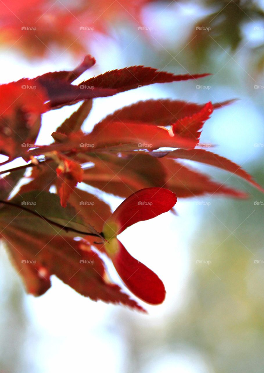 red maple leaves and new seed.  bright red in backdrop of blue skies