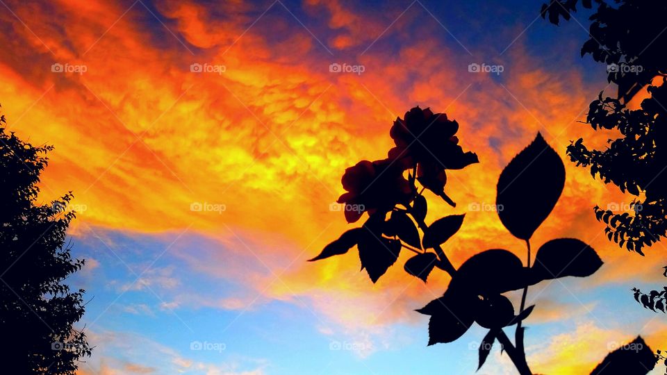 Rose Flowers in the sunsetting  sky.