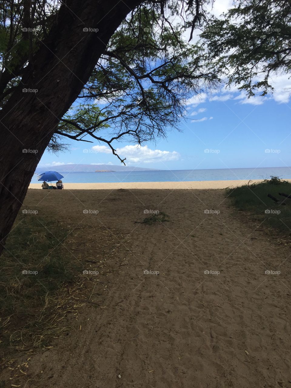 Beach, Landscape, Tree, Water, Seashore